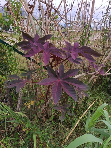 castor bean