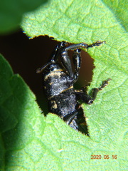 Liparus germanus