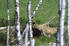 Marmota kastschenkoi