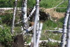Marmota kastschenkoi