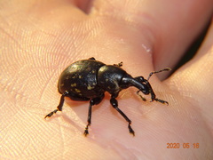 Liparus germanus