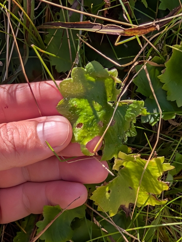 Saxifraga rotundifolia, photograph 2