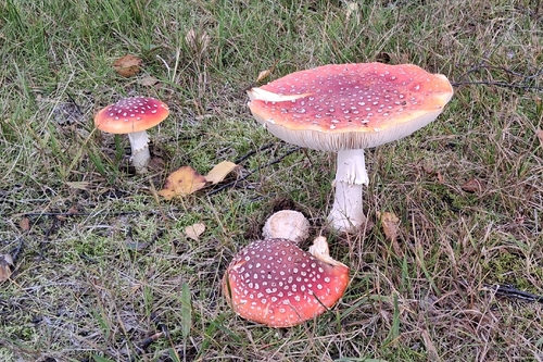 Fly Agaric