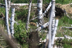 Marmota kastschenkoi