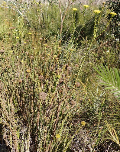Athanasia dentata, photograph 4