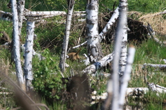Marmota kastschenkoi