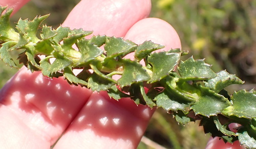 Athanasia dentata, photograph 3