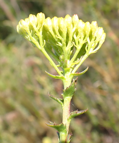 Athanasia dentata, photograph 2