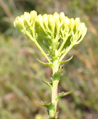 (c) Nicola van Berkel, some rights reserved (CC BY-SA) Athanasia dentata, photograph (c) Nicola van Berkel, some rights reserved (CC BY-SA)
