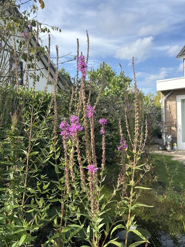 purple loosestrife