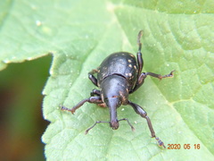 Liparus germanus