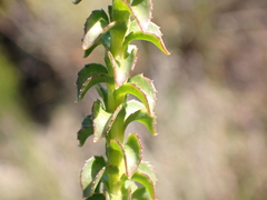 (c) Nicola van Berkel, some rights reserved (CC BY-SA) Athanasia dentata, photograph (c) Nicola van Berkel, some rights reserved (CC BY-SA)