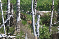 Marmota kastschenkoi