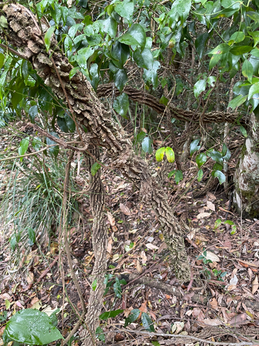 Secamone elliptica, photograph 2