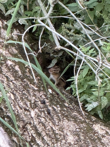Eastern Chipmunk