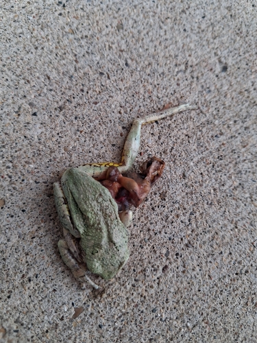 Gray Treefrog Species Complex