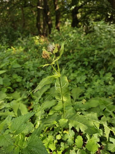 Cabbage Thistle