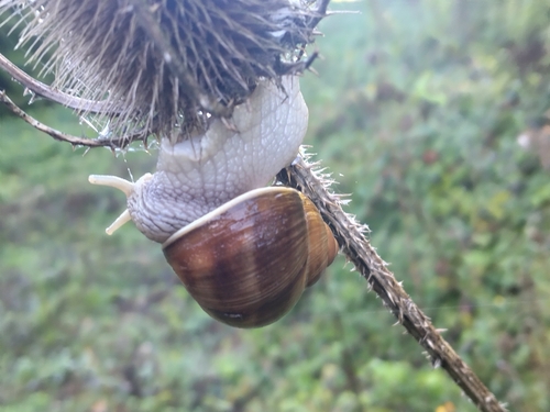 Roman Snail