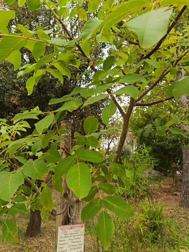 Persian walnut