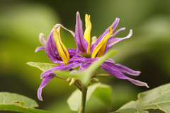 Solanum subinerme