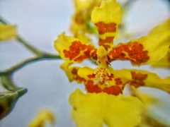 Oncidium sphacelatum