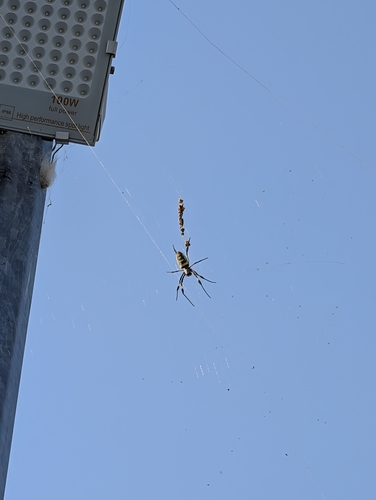banded-legged golden orb-web spider