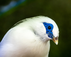 Leucopsar rothschildi