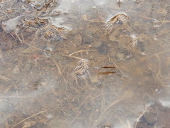 Limnoporus dissortis