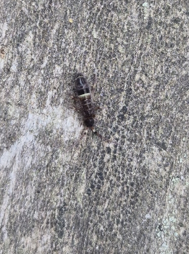Belted Springtail