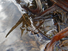 Limnoporus dissortis