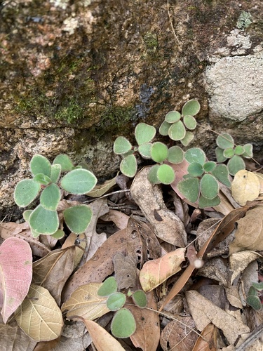 Slender Peperomia