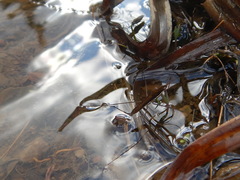 Limnoporus dissortis