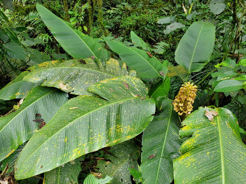 Calathea guzmanioides (Calathea guzmanioides)
