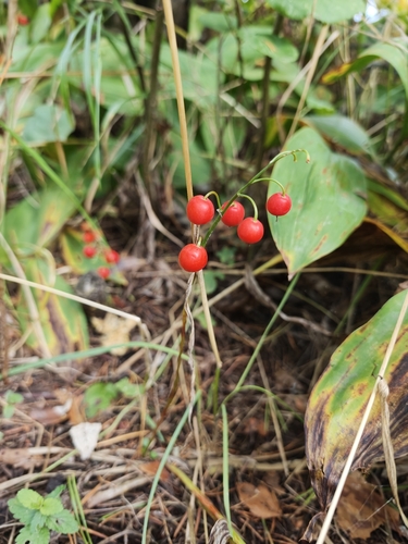 European lily of the valley