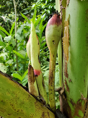 Xanthosoma undipes