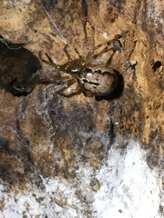 Enoplognatha marmorata