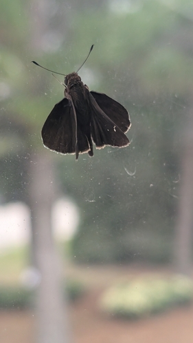 Clouded Skipper