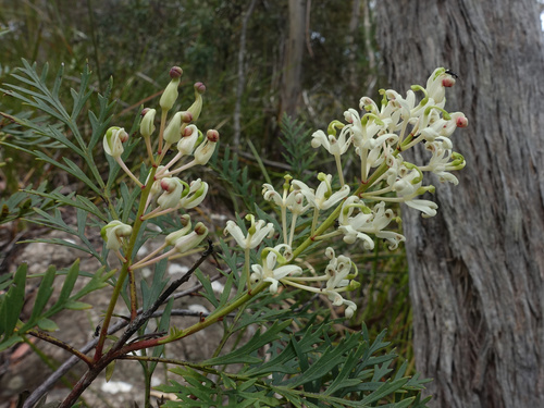 Lomatia tinctoria, photograph 1