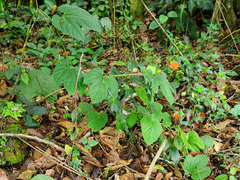 Gurania makoyana, photograph (c) Tom Field, some rights reserved (CC BY)