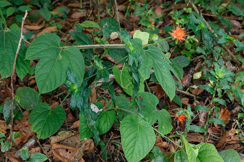 Gurania makoyana