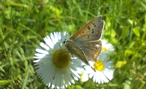 Sooty Copper