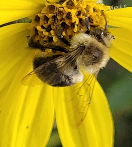 Common Eastern Bumble Bee