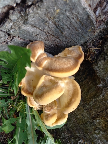Giant Polypore