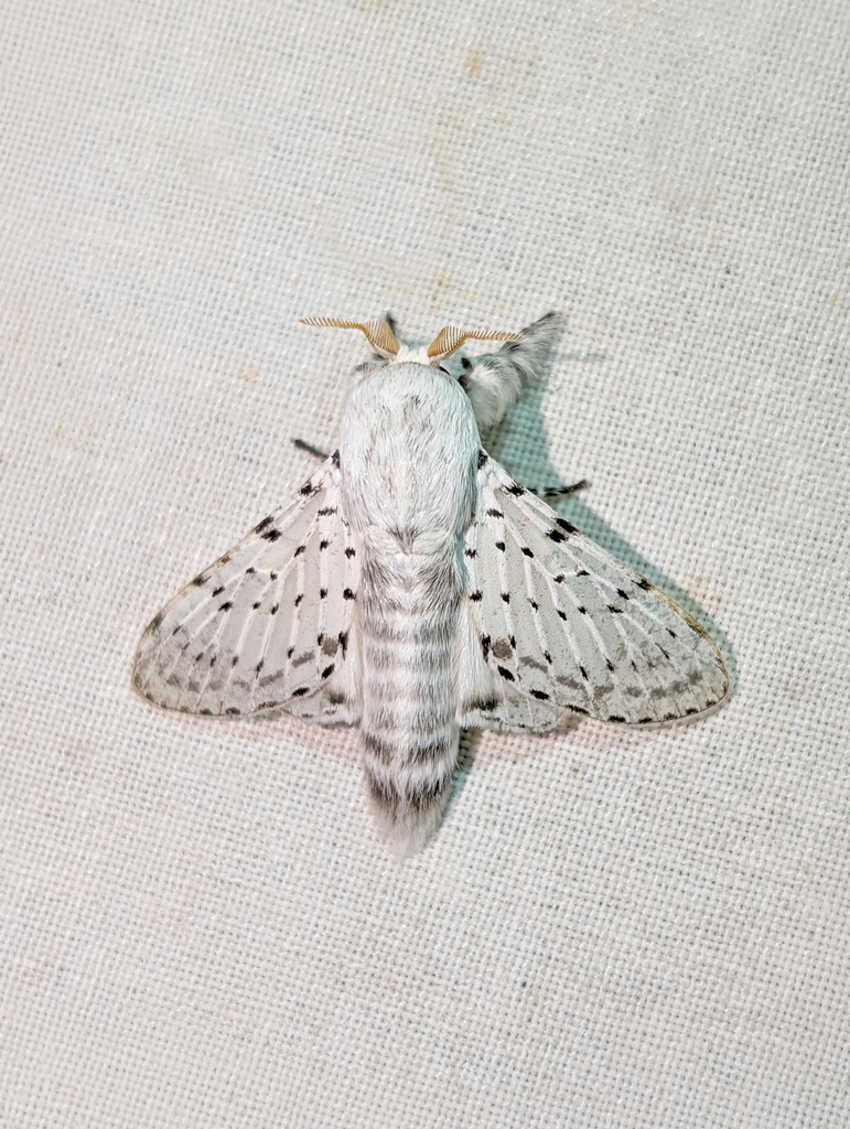 Dot-lined White