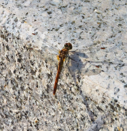 Ruddy Darter