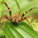 Brazilian Wandering Spider - Photo (c) Jiri Hodecek, some rights reserved (CC BY-NC), uploaded by Jiri Hodecek