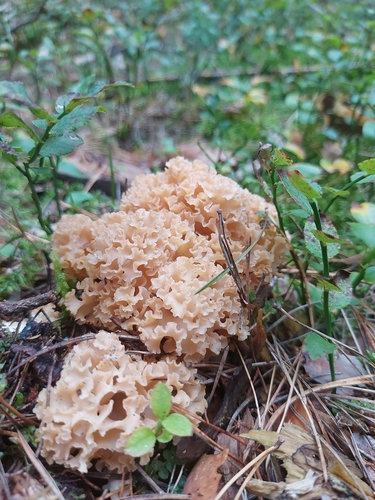 Cauliflower Fungus