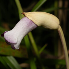 Aeginetia indica, photograph author not stated, no rights reserved