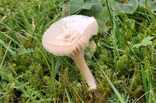 Snowy Waxcap
