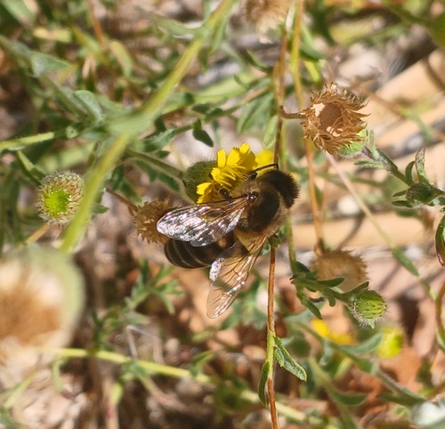 Western Honey Bee